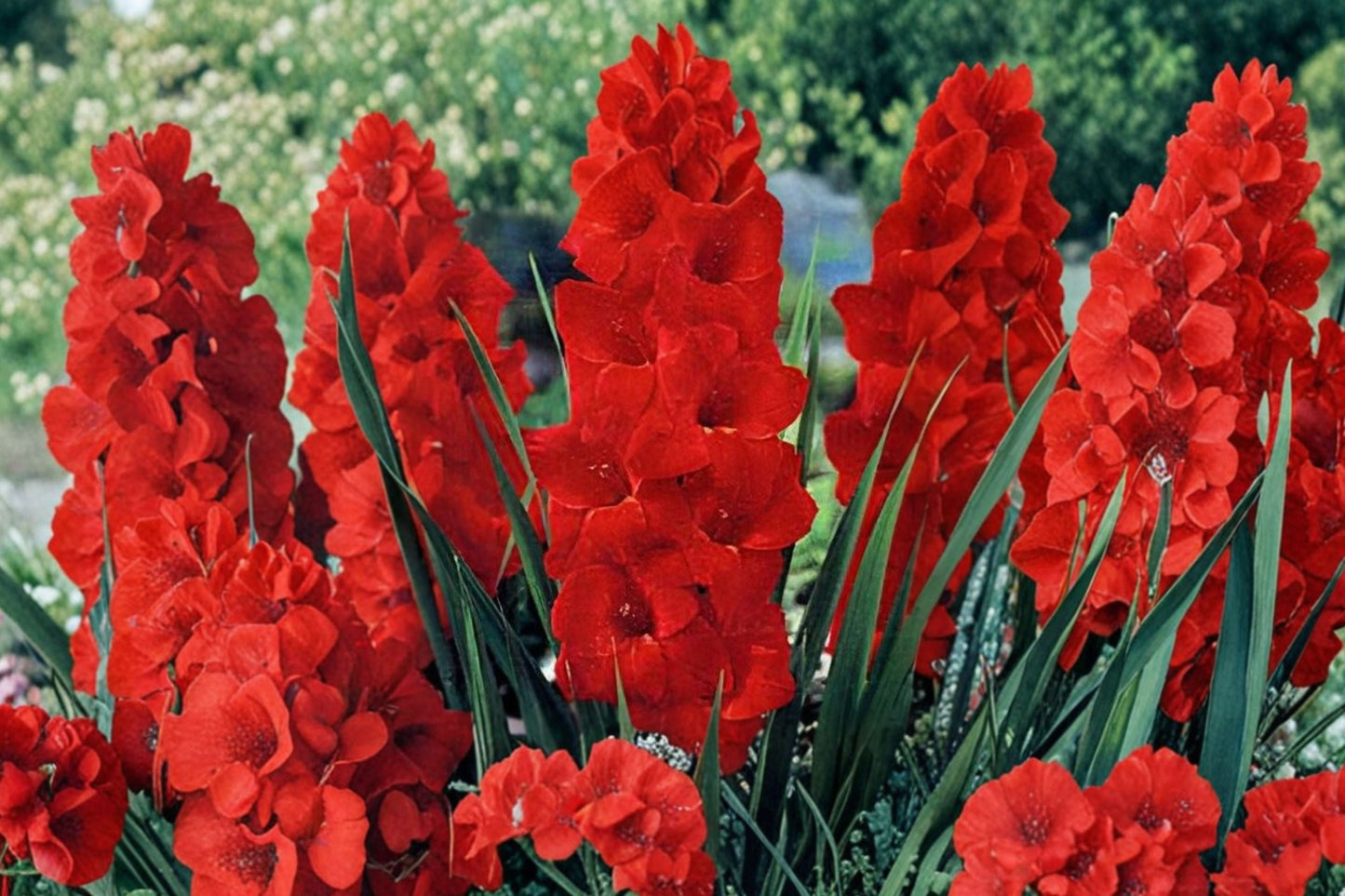 Gladiolus 'Oscar' Bright Red Bulbs | Tall Sword Lily for Garden & Cut Flowers | Summer Blooming Perennial | Pollinator-Friendly