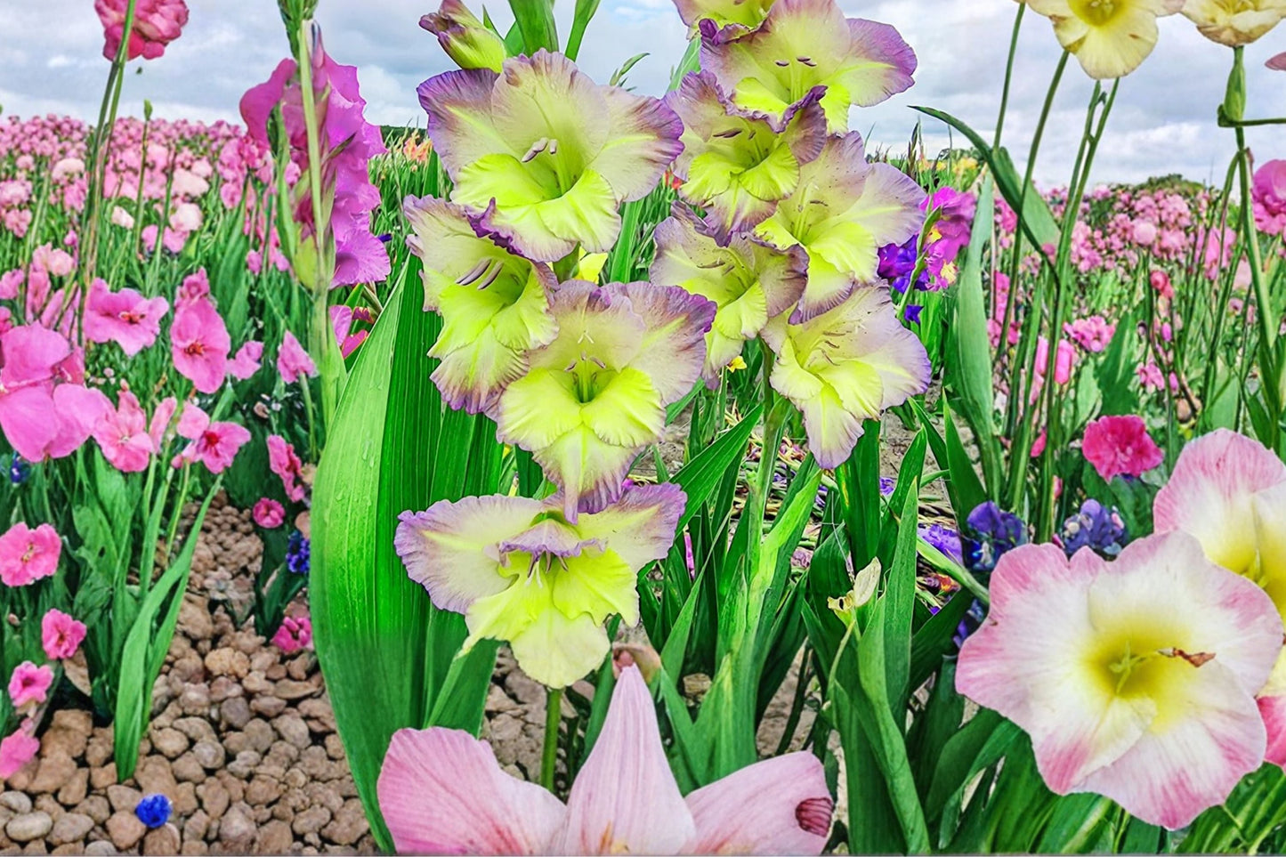 Gladiolus 'Moonlight Shadows' Bicolor Bulbs | Tall Sword Lily | Purple & Cream Summer Flowers | Cut Flower Garden Plants