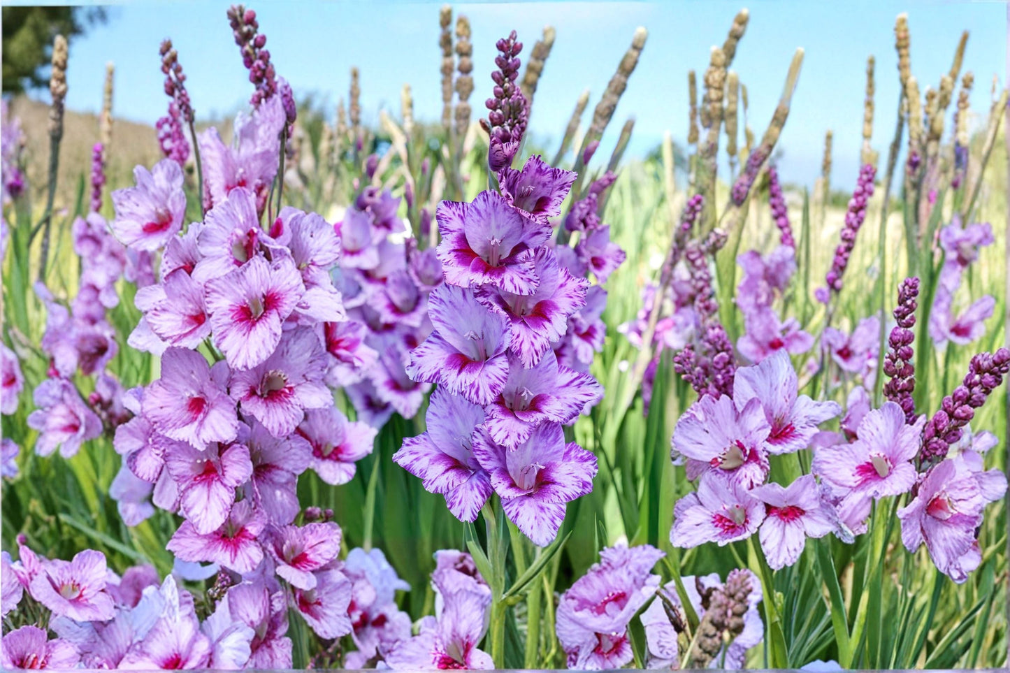 Purple Gladiolus Bulbs | Tall Sword Lily | Summer Blooming Cut Flowers | Pollinator Garden | Gladiolus 'Passos' Corms