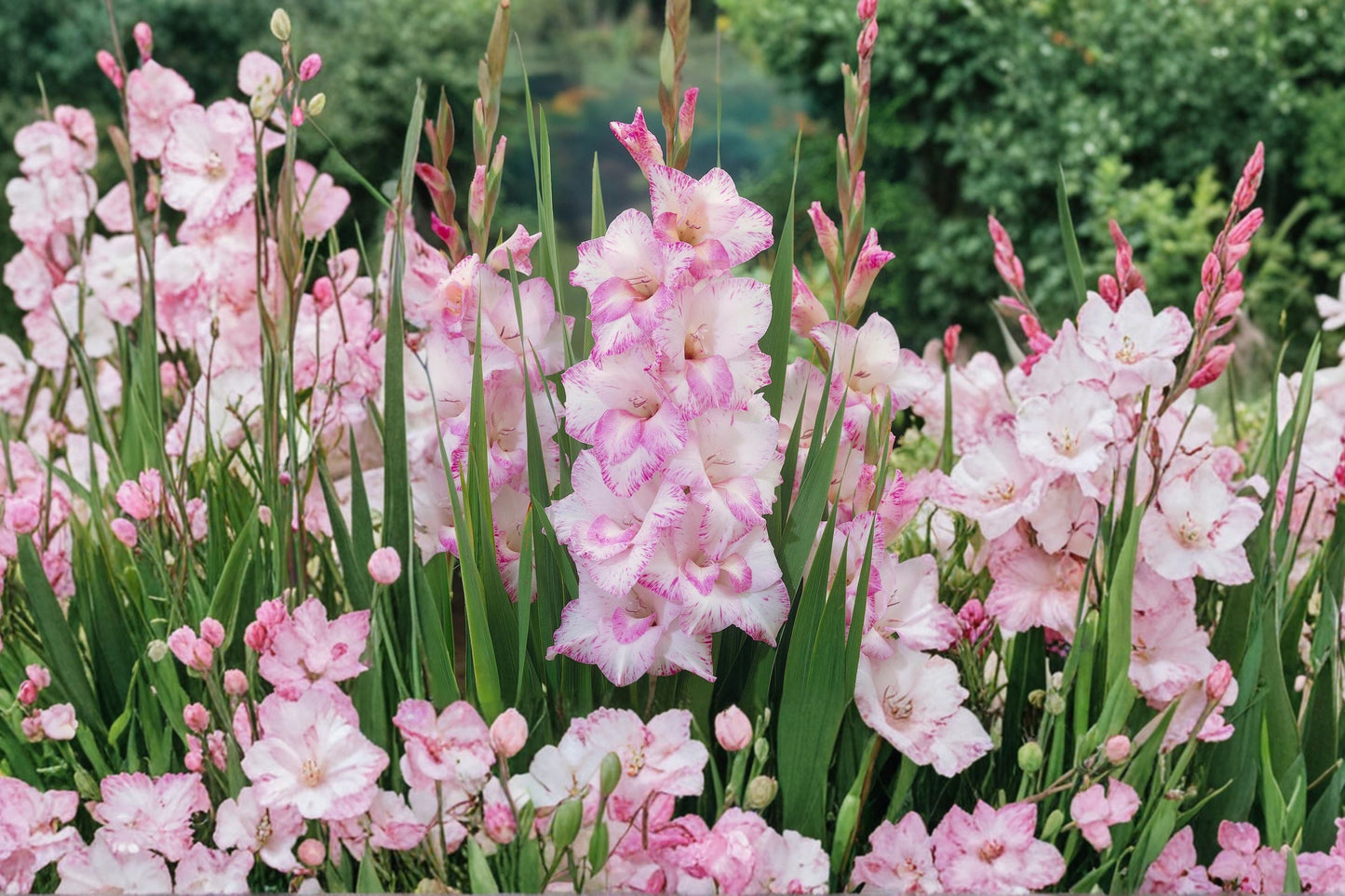 Gladiolus 'My Love' Pink and White Bulbs | Summer Blooming Sword Lily Corms for Garden & Cut Flowers