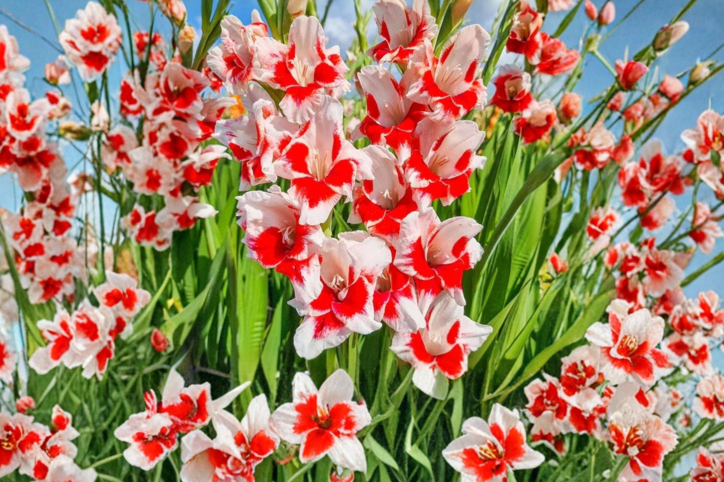 Gladiolus 'Zizanie' Bulbs | Red & White Summer Blooming Flowers | Tall Sword Lily | Pollinator Garden Planting Corms