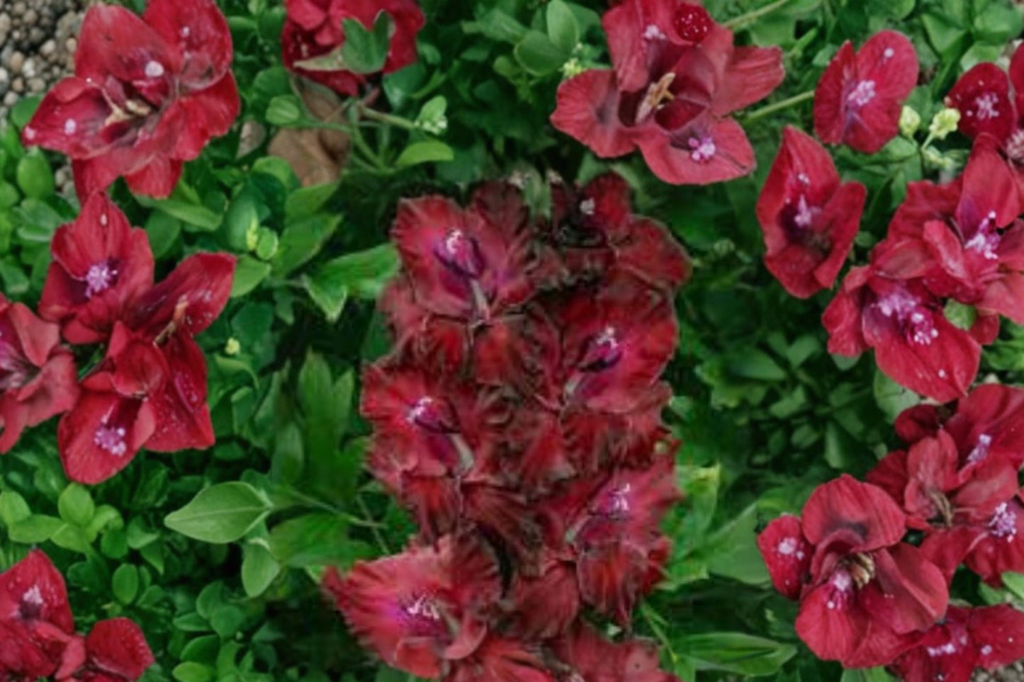 Gladiolus 'Merlot Ice' Bulbs | Burgundy & White Edged Summer Blooming Flowers | Tall Cut Flowers & Pollinator Garden Corms
