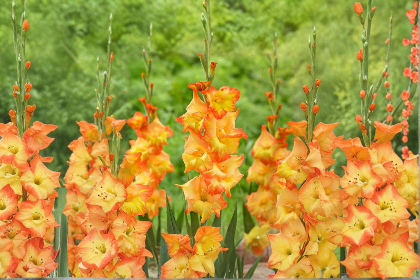 Gladiolus 'Goldrush' Golden Orange Bulbs | Tall Sword Lily for Garden & Cut Flowers | Summer Blooming Pollinator Friendly Corms