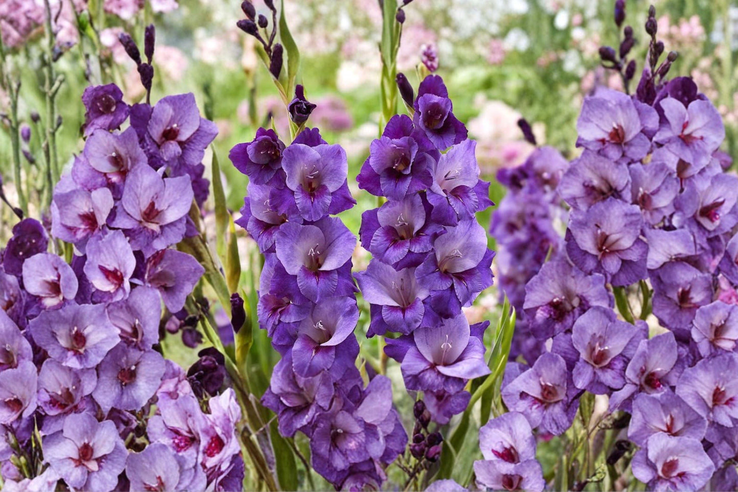 Gladiolus 'Big Girl' Purple Gladiolus Bulbs | Tall Sword Lily for Summer Blooms & Cut Flowers | Pollinator Garden Planting