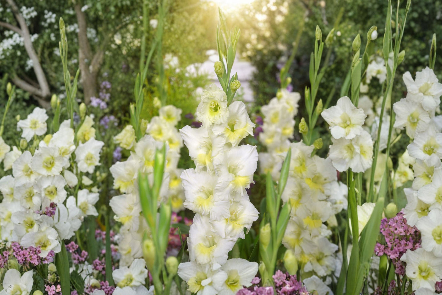 White Gladiolus Bulbs | Tall Sword Lily | Summer Blooming Flowers | Pollinator Friendly Corms | Spring Planting | Gladiolus 'Break of Dawn'