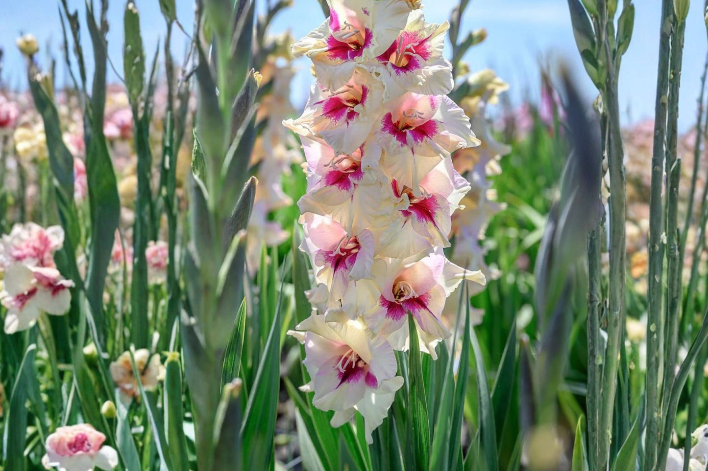 Gladiolus 'Amber Mystique' Bicolor Gladiolus Bulbs | Peach & Amber Sword Lily for Summer Blooms & Pollinator Gardens