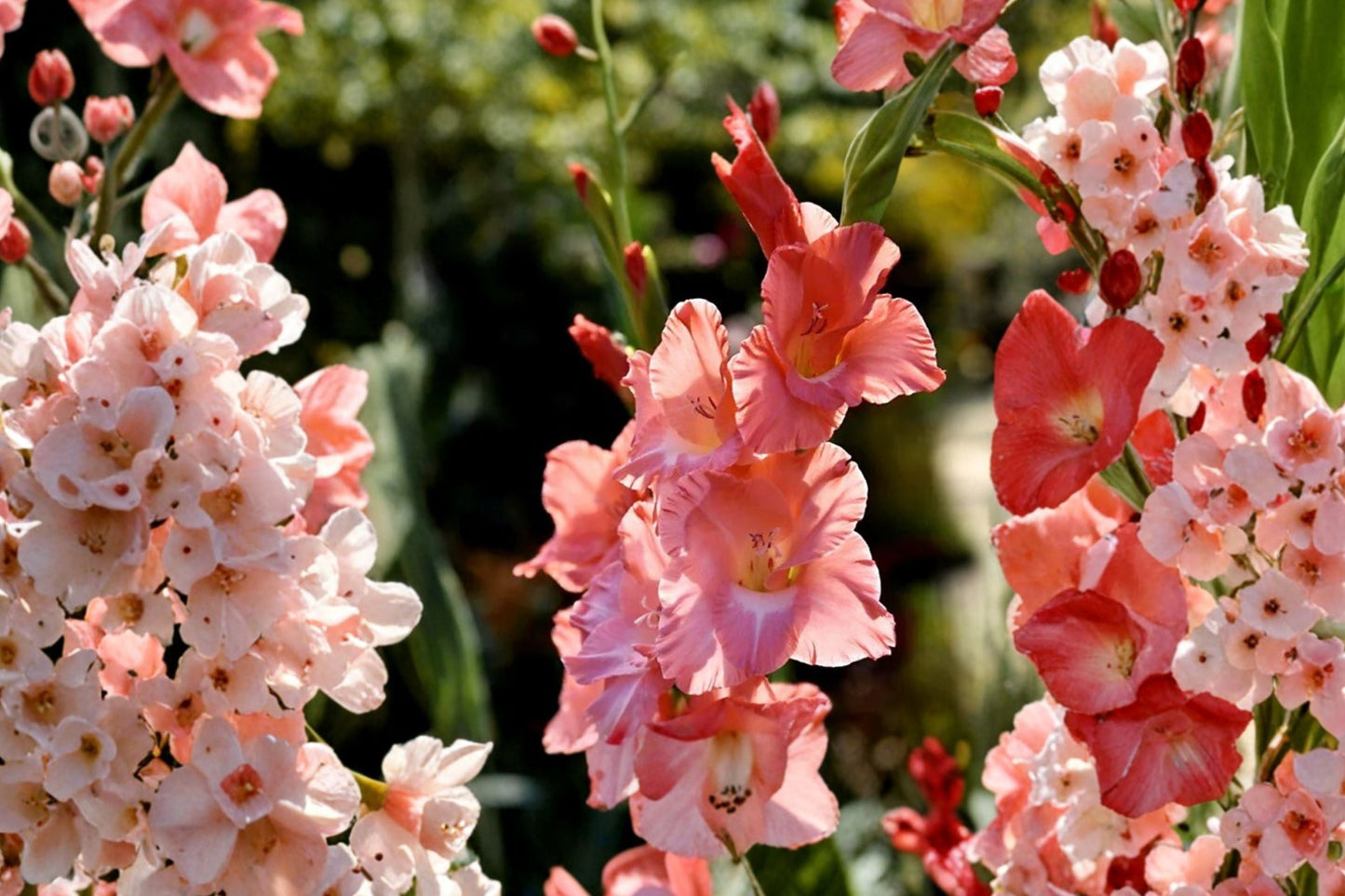 Gladiolus Bulbs Frizzled Coral Lace | Coral Gladiolus Flower | Ruffled Summer Blooms | Pollinator Garden Plant | Spring Corms