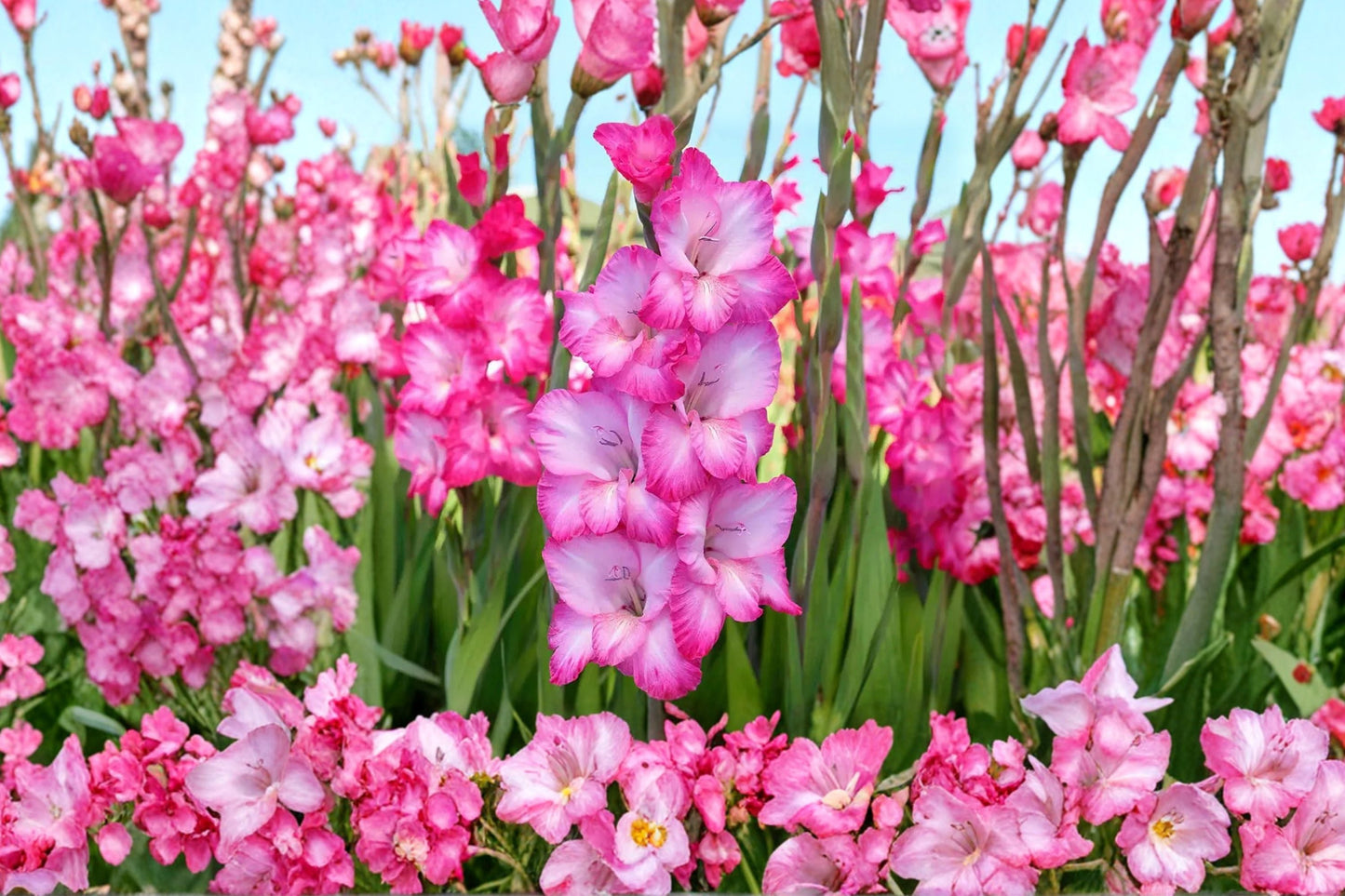 Gladiolus 'Cantate' Bulbs | Pink & White Bicolor Summer Flowers | Tall Sword Lily for Garden & Cut Arrangements