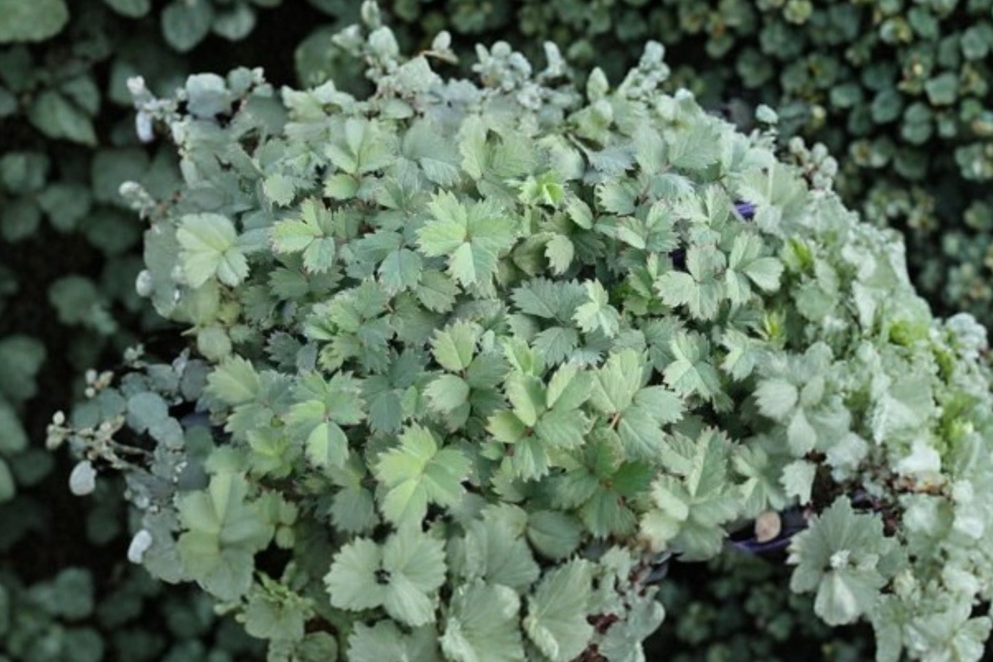 Acaena 'Blue Haze' Groundcover Perennial – Blue Spreading Lawn Alternative, Deer Resistant, Rock Garden Plant, 3.5" Live Plant