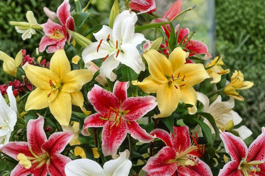 Oriental Lily Bulbs | Grower's Choice Mix | 5-10 Fragrant Summer Lilium Varieties | Perennial Flower Bulbs for Garden & Cut Flowers