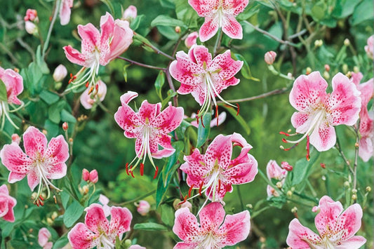 Lilium speciosum 'Rubrum' Japanese Show Lily Bulb | Fragrant Pink Heirloom Woodland Garden Perennial