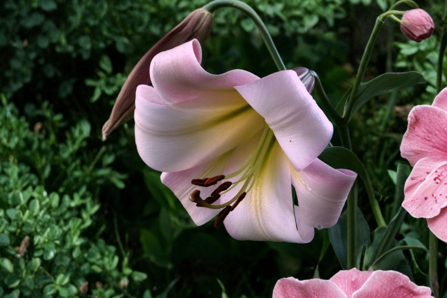 Giant Orienpet Lily Bulb | Fragrant Pink Trumpet Flower | Lilium OT 'Eastern Moon' | Tall Perennial Garden Flower