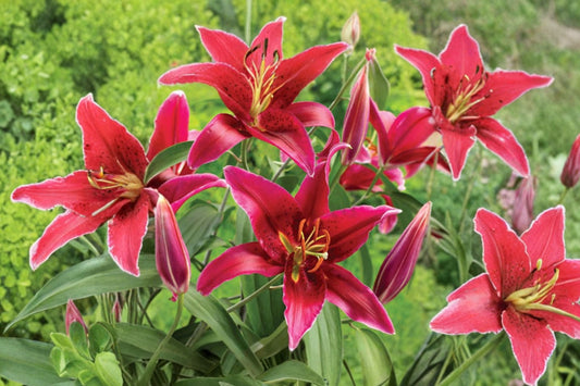 Lilium 'Sixth Sense' Red Oriental Lily Bulb | Fragrant Perennial Flower | Bareroot Garden Lily | Cut Flower Arrangement