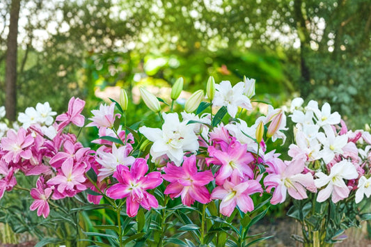 Lilium O 'Lotus Series' Collection | 5 Double Oriental Lily Bulbs | Pink & White Perennial Flowers | Bareroot Lily Mix