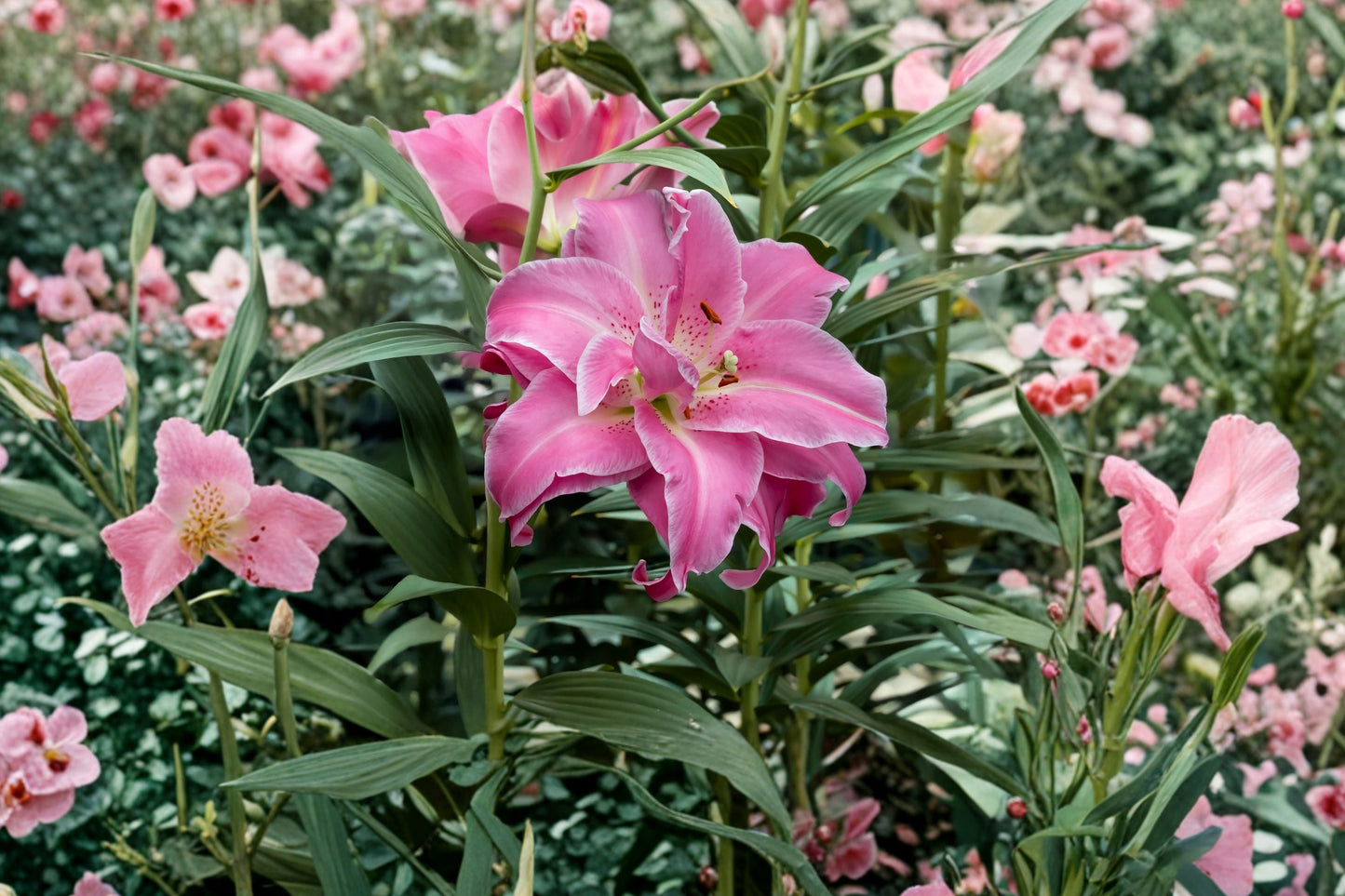 Lilium O 'Lotus Wonder' Double Oriental Lily Bulb Pink & White Pollen-Free Perennial Flower Bareroot Garden Plant