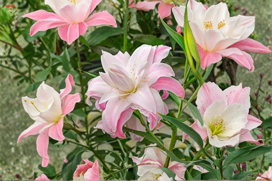 Lilium 'Lotus Queen' Double Oriental Lily Bulb | Pink Perennial Garden Plant | Bareroot Lily for Cut Flowers