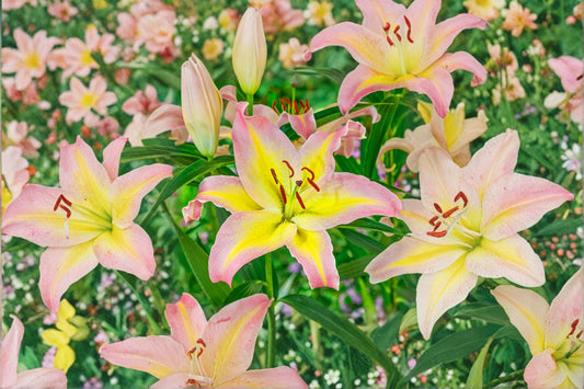 Lilium O 'Hocus Pocus' Fragrant Oriental Lily Bulb | Pink & Yellow Perennial Flower | Bareroot Garden Plant