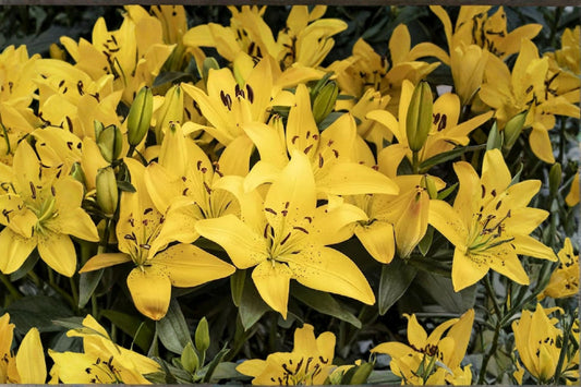 Lilium Golden Stargazer Fragrant Oriental Lily Bulb, Yellow Flower, Bareroot Perennial for Garden & Cut Flowers
