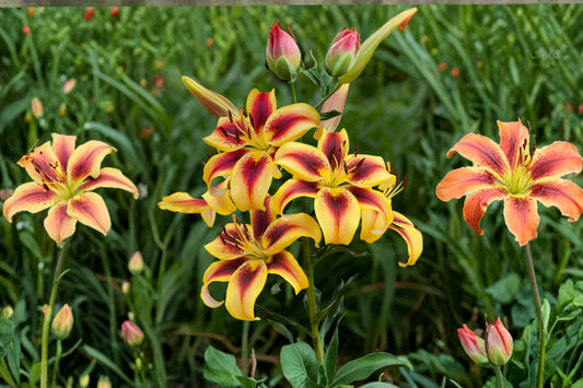 Lilium AO Viva La Vida Bicolor Lily Bulb Fragrant Yellow & Red Tall Perennial Flower Bareroot Garden Plant