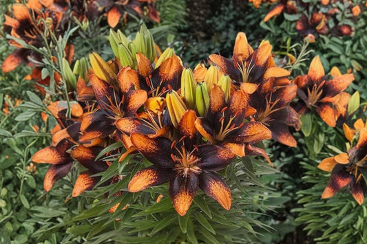Lilium Asiatic Lily Bulb | 'Trendy Las Palmas' Bi-Color Orange & Black | Compact Perennial Flower | Bareroot Lily for Garden & Cut Flowers
