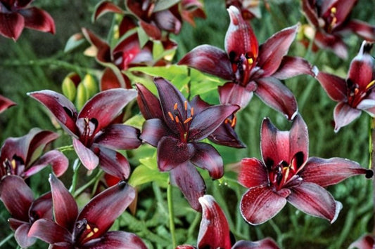 Lilium 'Night Flyer' Dark Asiatic Lily Bulb | Burgundy Black Perennial Flower | Bareroot Lily for Garden & Cut Flowers