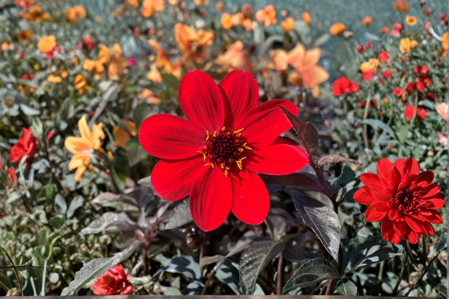 Red Dahlia Live Plant | Mystic Enchantment | Dark Foliage Flower | 4.5 Inch Pot | Pollinator Friendly Patio Garden Plant