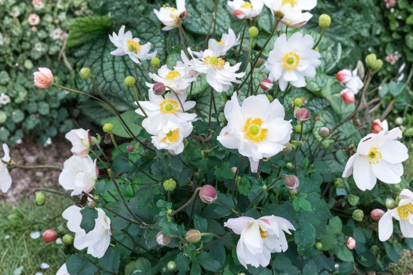 Anemone 'Fantasy Snow Angel' White Windflower Live Plant | Semi-Double Perennial Flowering Plant | Pollinator Friendly | 4.5 Inch Pot