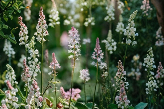 Heucherella 'Stoplight' Foamy Bells Live Plant - Colorful Foliage Perennial for Shade Gardens