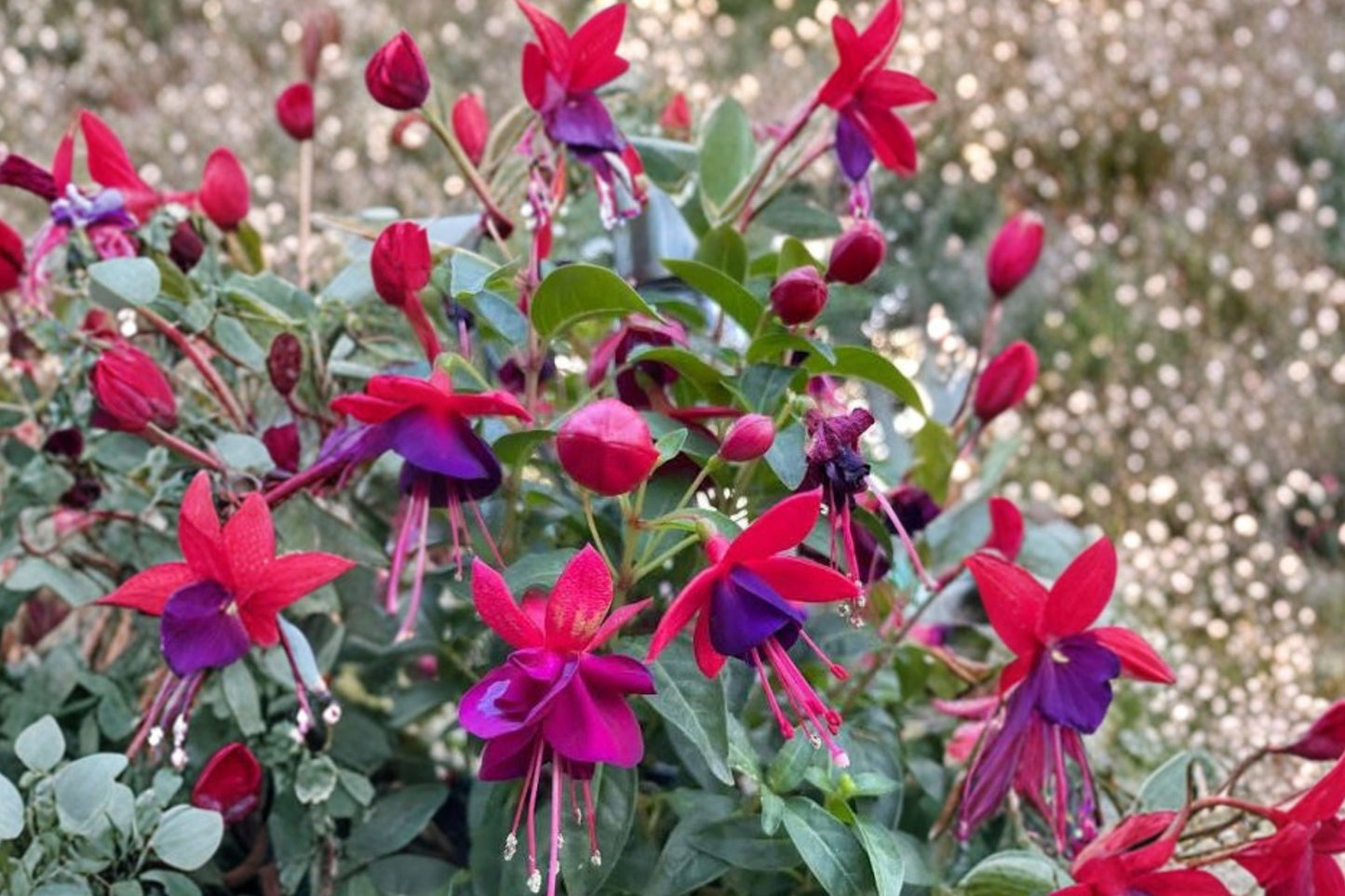 Fuchsia 'Santa Claus' Hardy Live Plant | Red & Purple Flowers | Hummingbird Attracting Perennial | 1 Gallon Pot