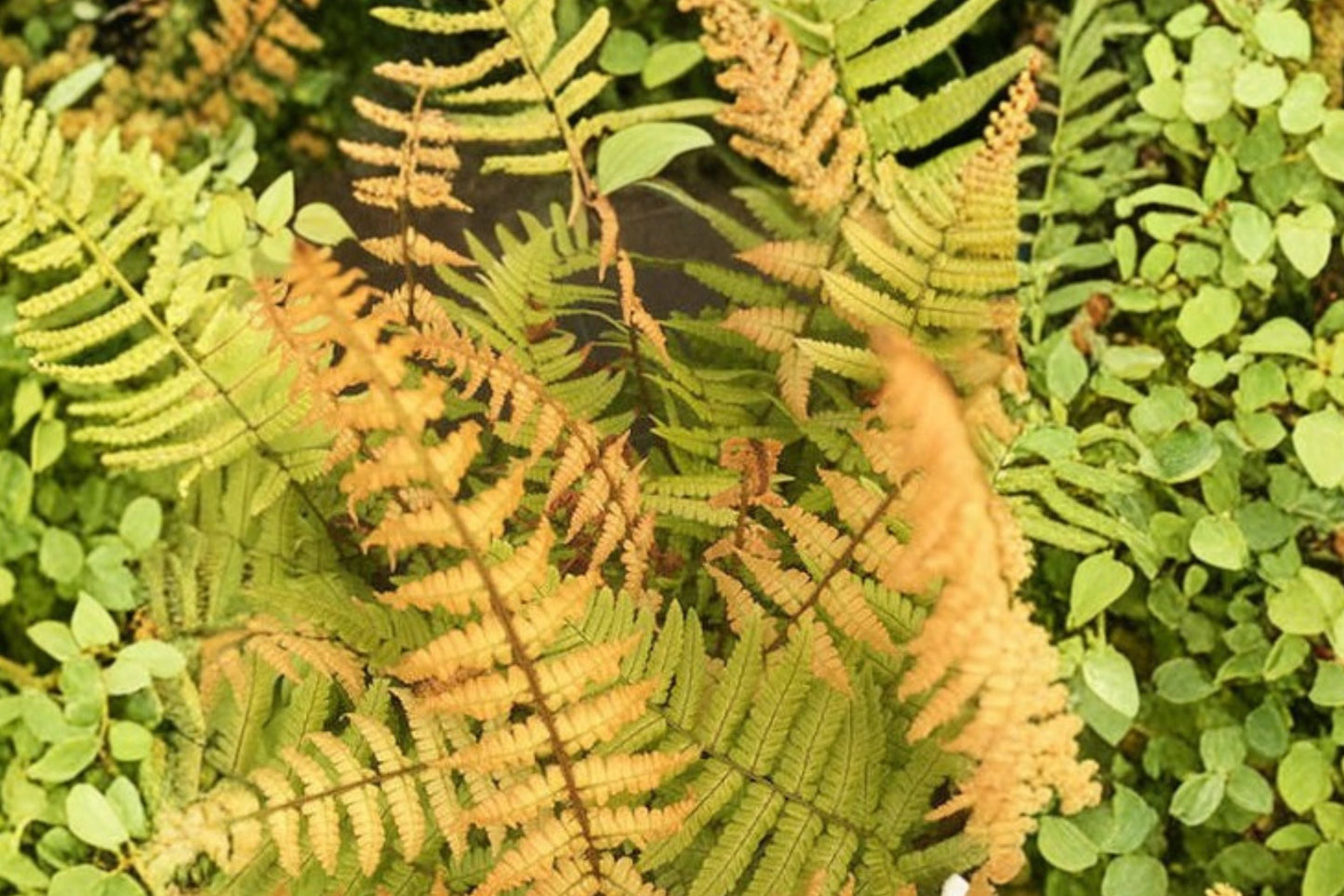 Dryopteris wallichiana 'Jurassic Gold' | Gold Wallich's Fern | Hardy Shade Perennial | Golden Foliage Fern | Live Plant in 3.5 Inch Pot