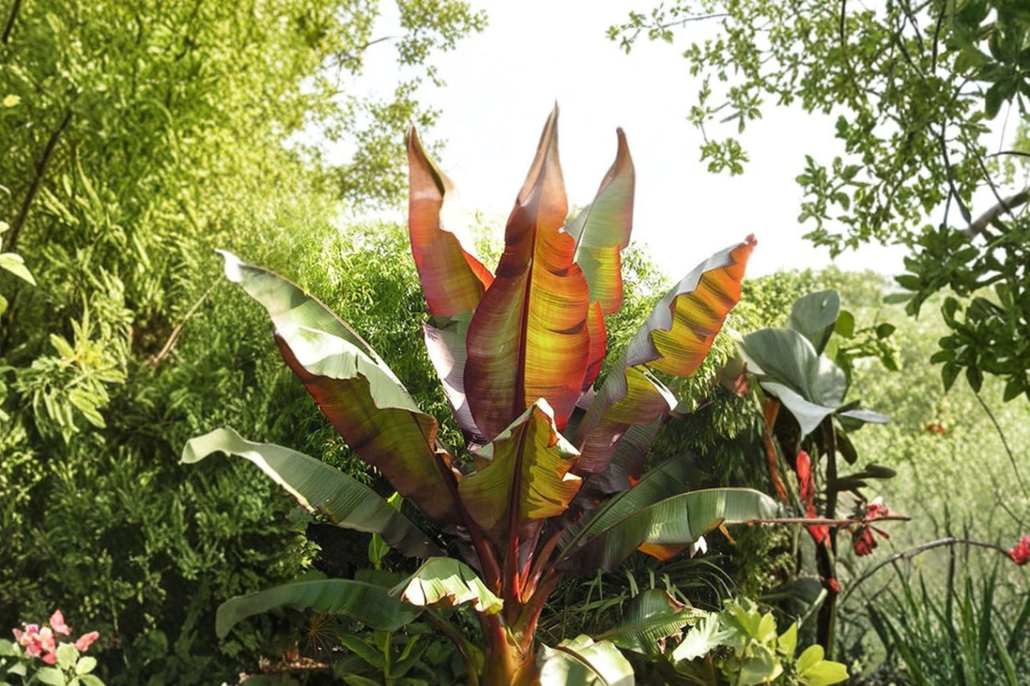 Ensete maurelii Red Abyssinian Banana Live Plant 4.5 Inch Pot Tropical Foliage Ethiopian Banana Indoor Outdoor