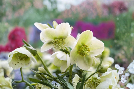 Lenten Rose 'Pacific Frost' Variegated Christmas Rose Evergreen Hellebore White Flower Perennial Shade Garden Plant Live