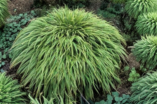 Hakonechloa 'Albo-striata' Variegated Japanese Forest Grass - Shade Loving Ornamental Evergreen Foliage Plant