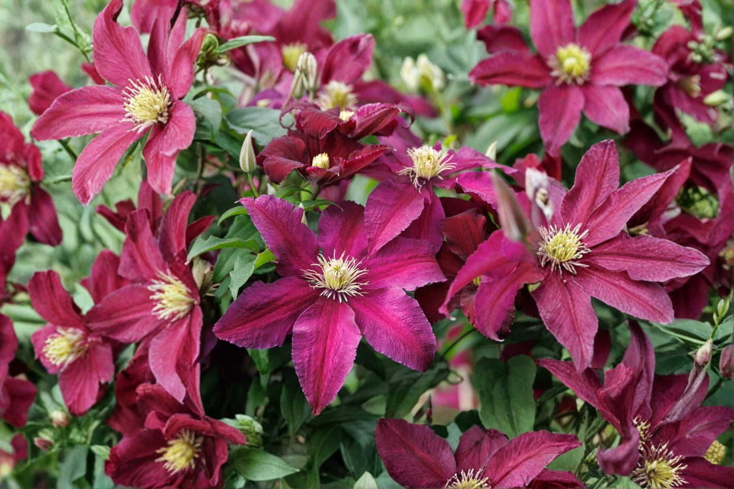 Clematis 'Niobe' Dark Red Climbing Vine 1 Gallon Perennial for Trellis Fences Garden