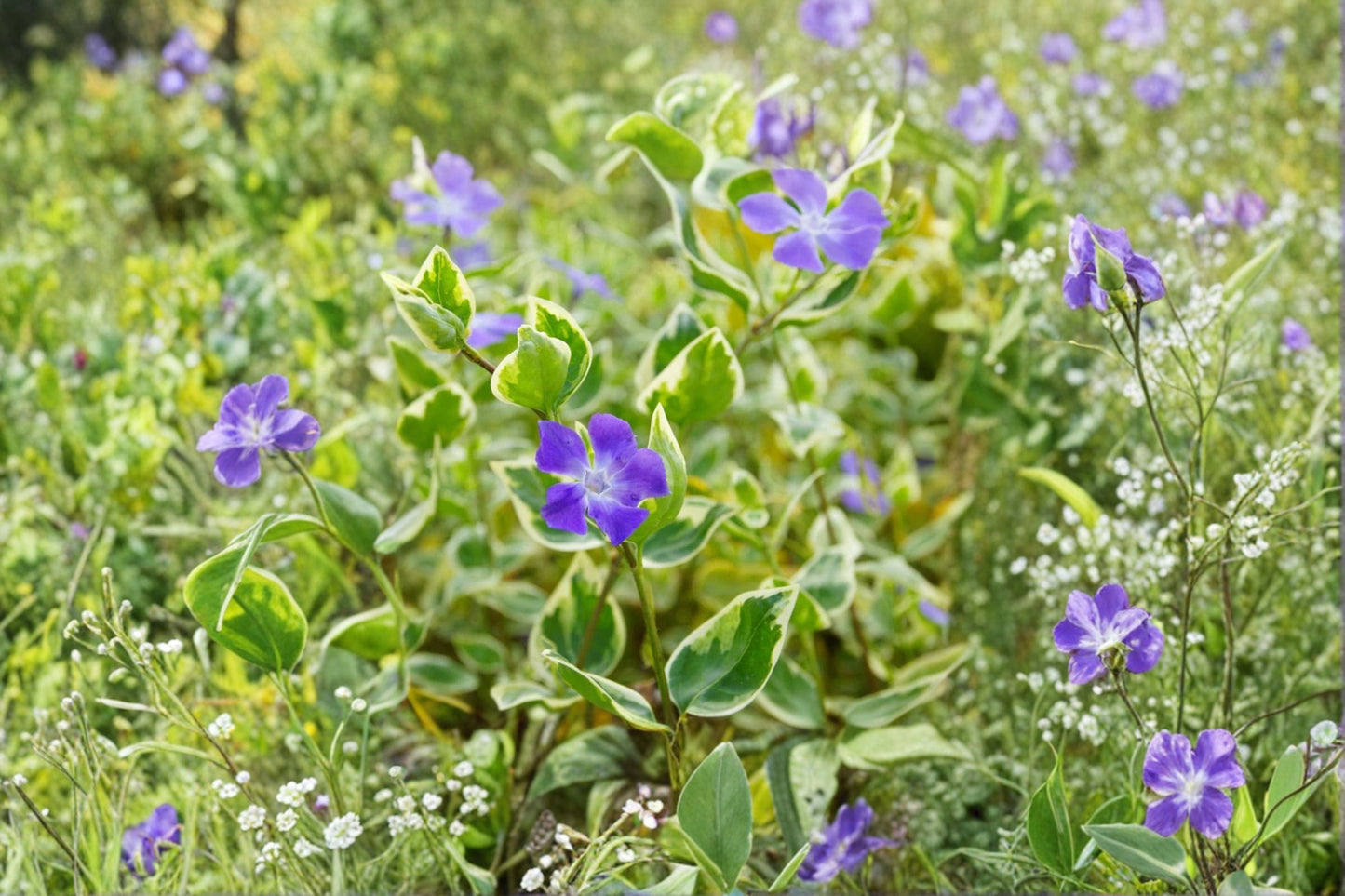 Vinca Minor 'Evelyn' Variegated Periwinkle Groundcover 3.5 Inch Pot Evergreen Shade Plant Deer Resistant