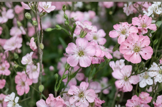 Gypsophila repens 'Rosea' Pink Baby's Breath Groundcover Perennial 3.5 Inch Pot Drought Tolerant Rock Garden Plant