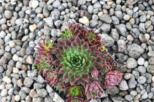 Jovibarba 'Hedgehog' Roly Poly Succulent Plug Live Plant Color Changing Hens & Chicks Cold Hardy Rock Garden