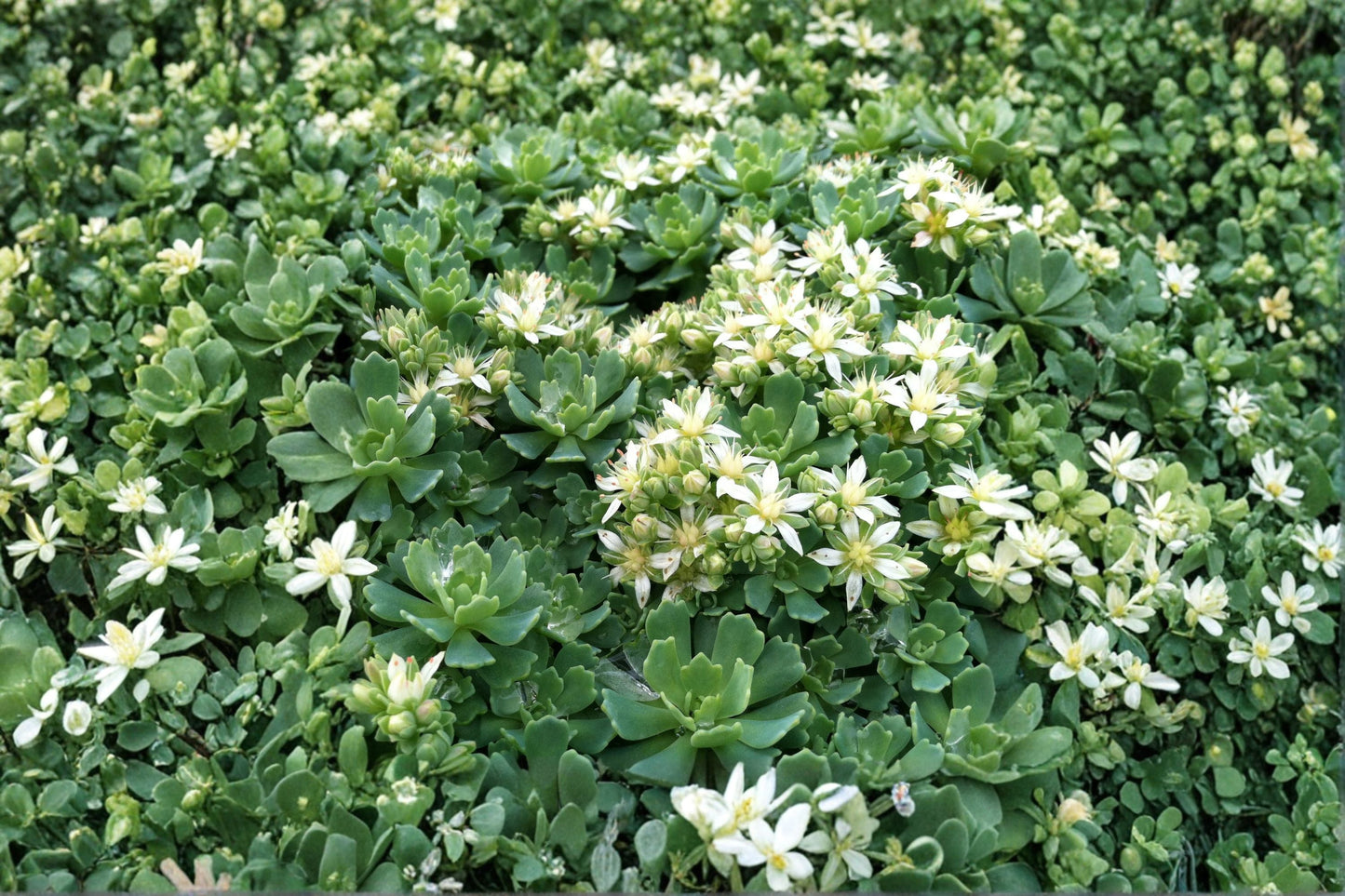 Sedum Pachyclados White Diamond Stonecrop Hardy Succulent Groundcover Live Plant or Cuttings Evergreen Fairy Garden Plant