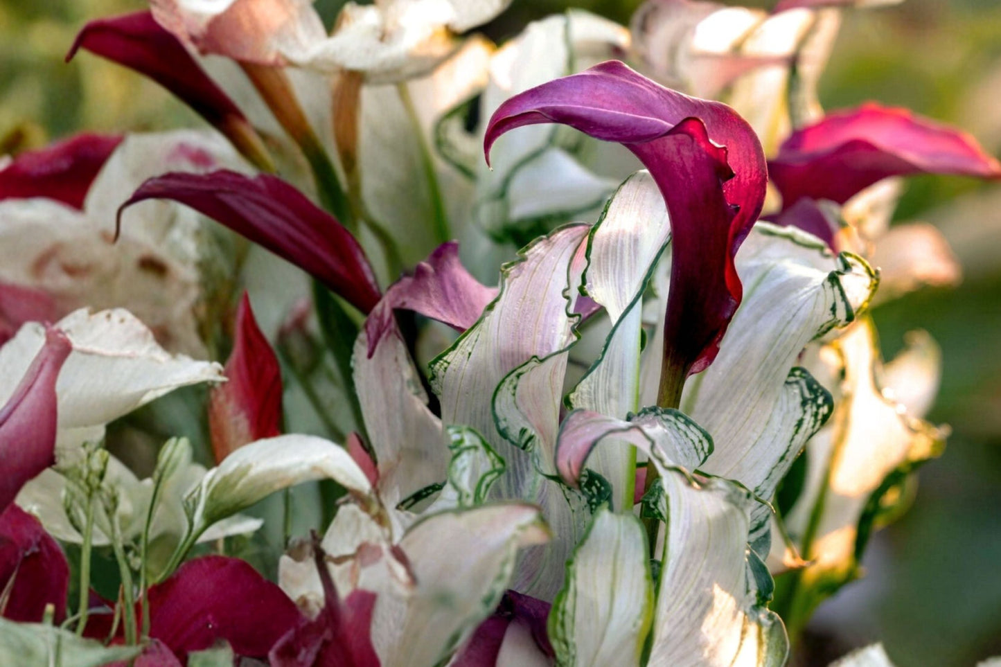Zantedeschia 'Frosted Queen' Calla Lily Bareroot Plant | Variegated White and Purple Foliage | Rare Garden Flower