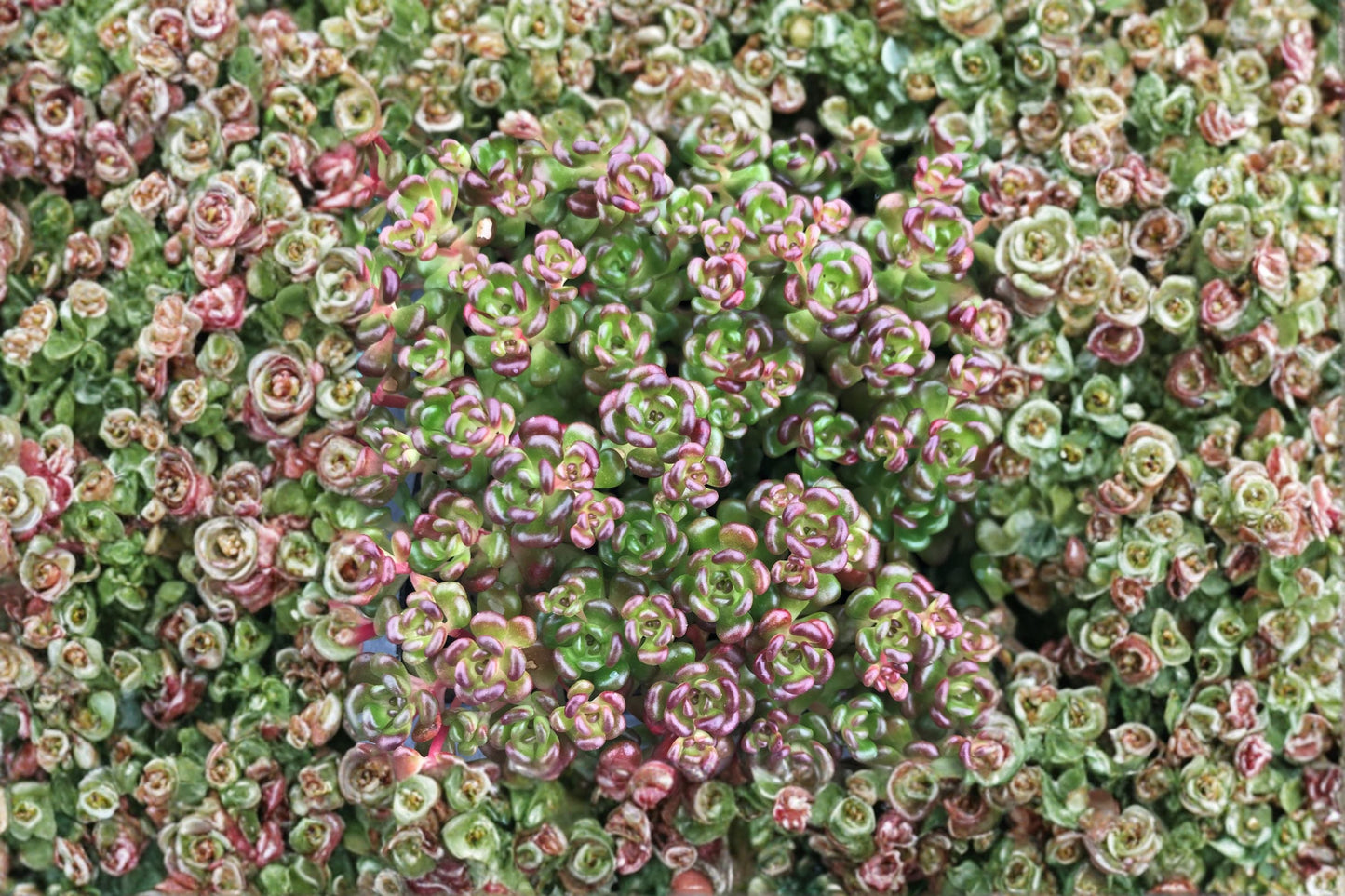 Sedum oreganum Evergreen Succulent Groundcover | Drought Tolerant Live Plant | Pacific Native Stonecrop for Gardens and Landscapes
