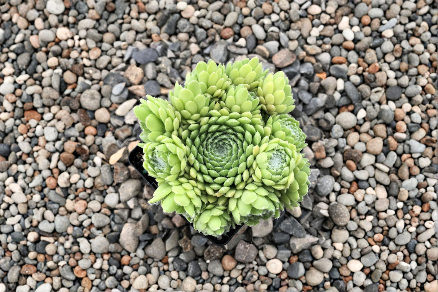 Sempervivum 'Red Nails' Succulent Live Plant - Color Changing, Cold Hardy Evergreen, Hens and Chicks, Rock Garden, Container Plant