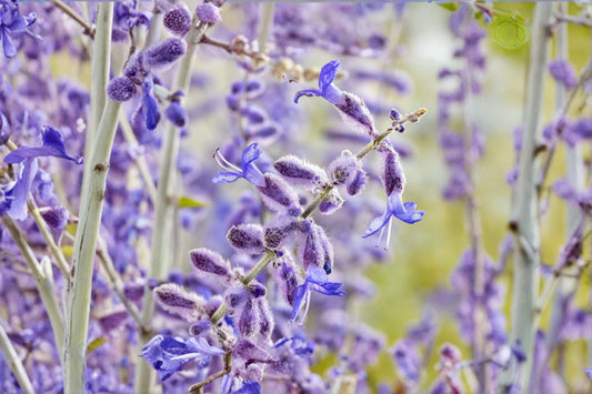 Perovskia 'Little Spire' Russian Sage Live Plant – Compact Drought-Tolerant Blue Flower Perennial in 4.5" Pot