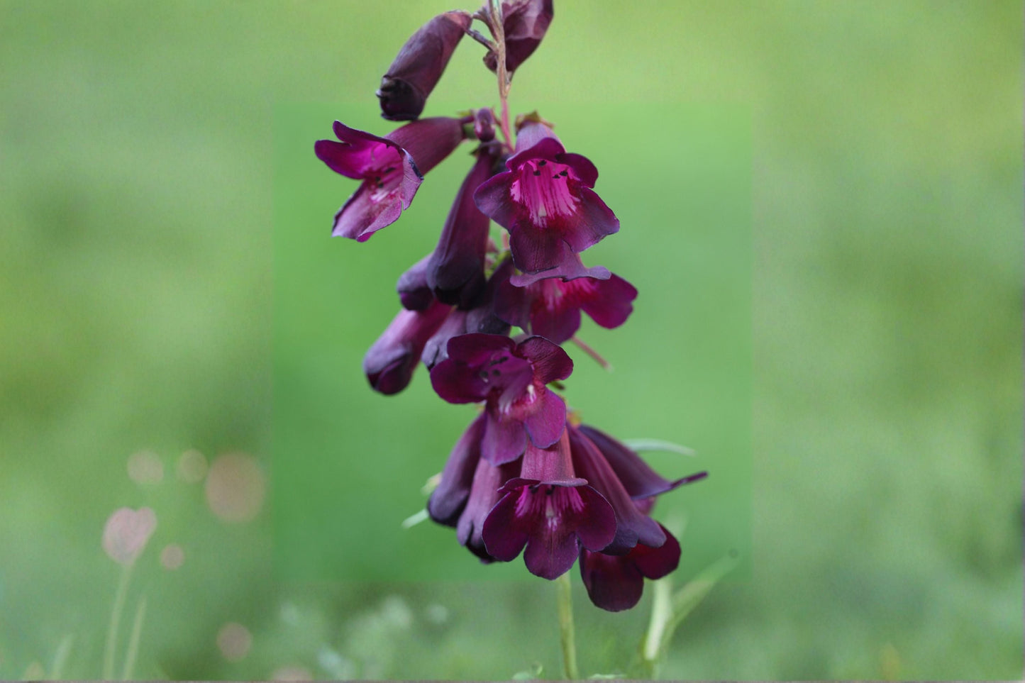 Penstemon 'Raven' Beardtongue Live Plant 1 Gallon Dark Purple Flowers Pollinator Perennial for Garden Landscape