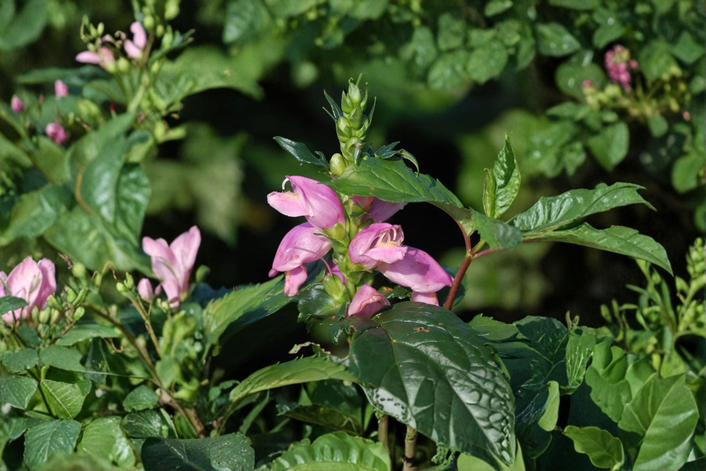 Chelone 'Hot Lips' Pink Turtlehead Plant | Native Perennial Hummingbird & Pollinator Flower | Shade Garden 3.5" Live Plant