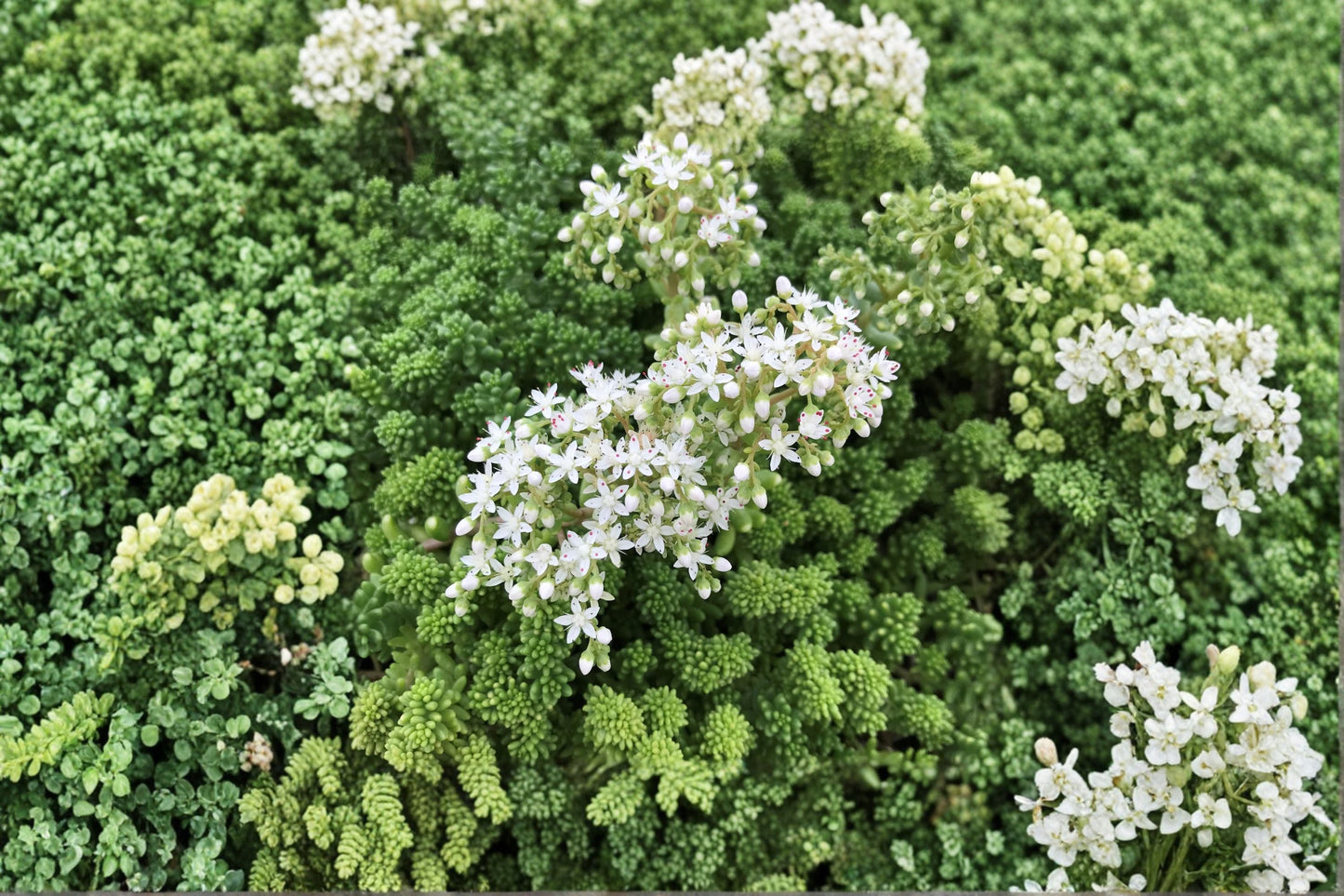 Sedum borchii 'Sport' Evergreen Stonecrop Lime Green Succulent Drought Tolerant Groundcover for Fairy Gardens