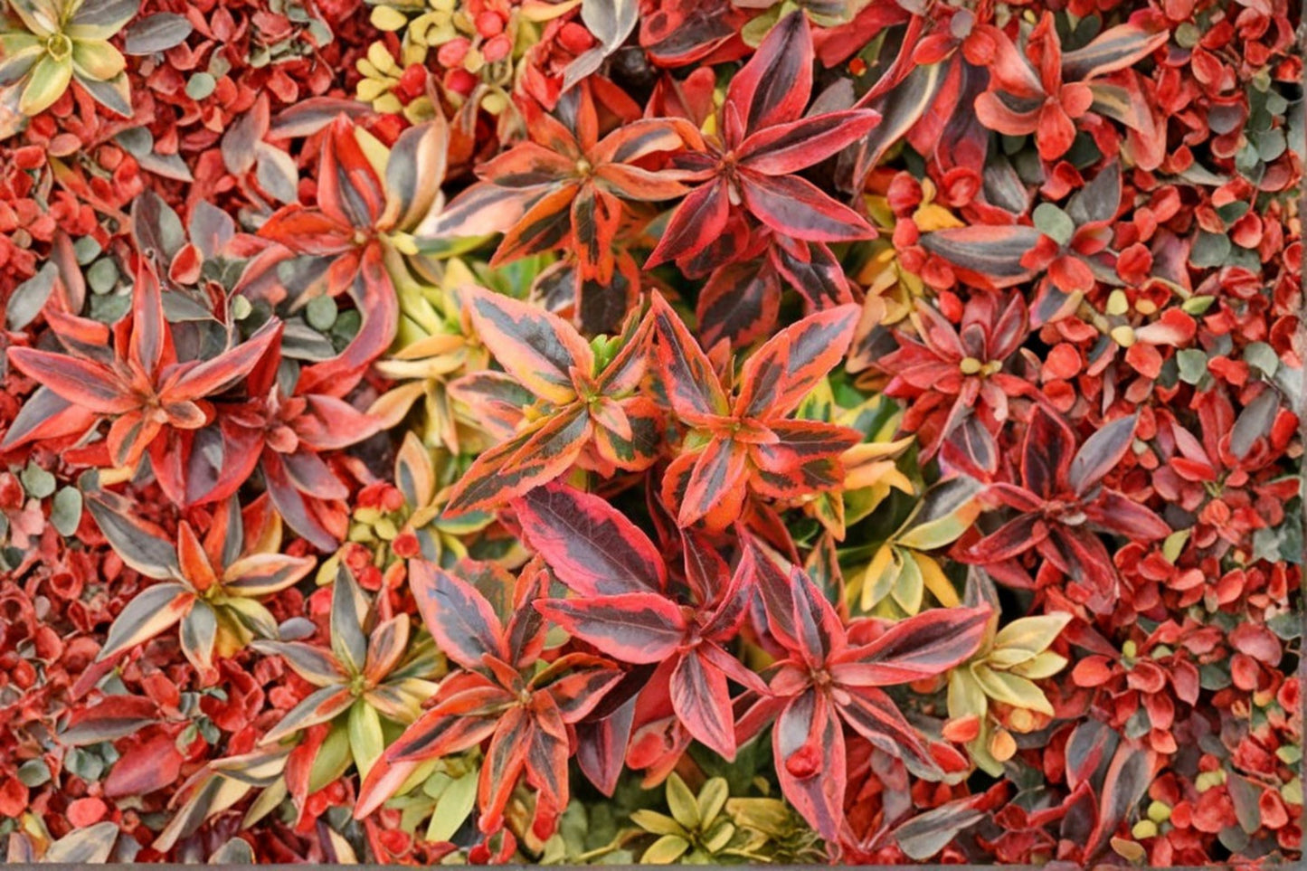 Abelia 'Kaleidoscope' Variegated Evergreen Shrub, Color Changing Foliage, Yellow Green Orange Leaves, Compact Landscape Plant