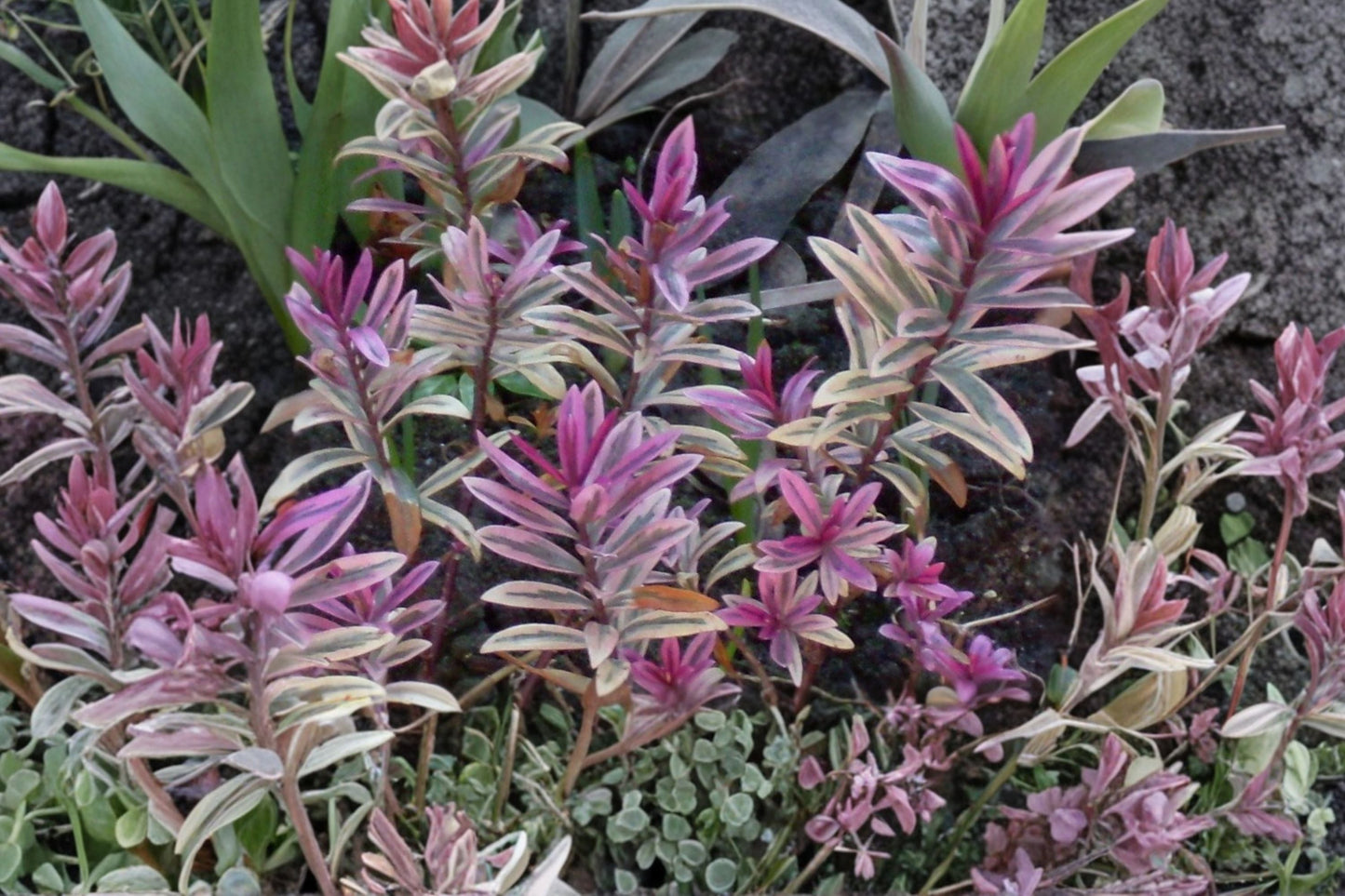Hebe 'Walter Buccleugh' Compact Evergreen Shrub, Purple Flowering Dwarf Landscape Plant, 4.5" Pot or 1 Gallon Live Plant