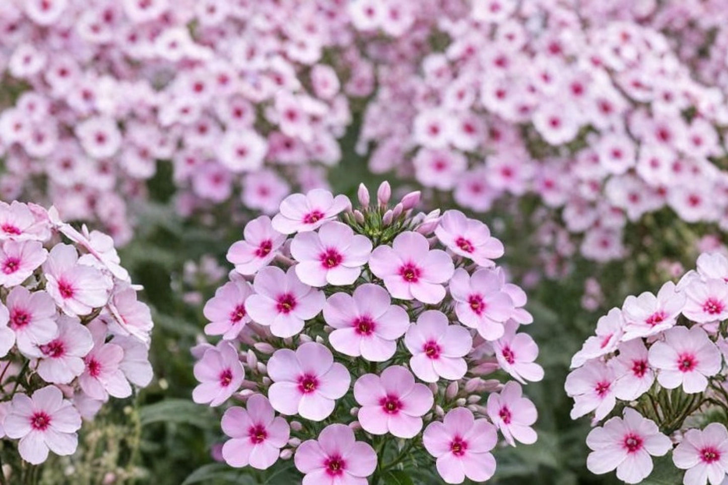 Garden Phlox 1 Gallon Pot or Bareroot | Pink Flowering Perennial | Fragrant Pollinator Plant | Phlox 'Bright Eyes'