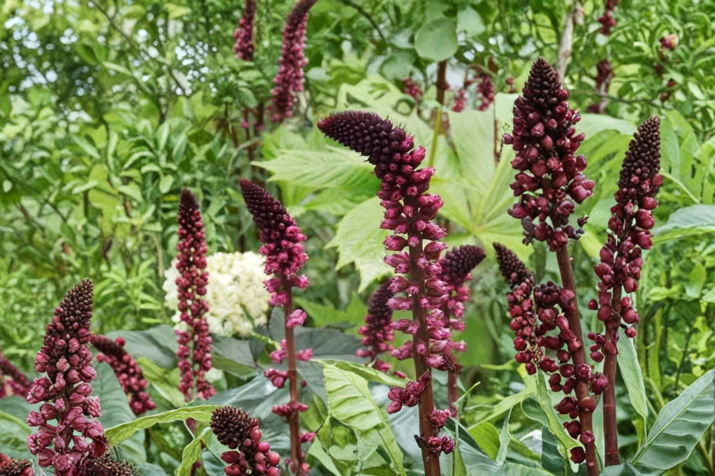 Lysimachia 'Beaujolais' Perennial | Burgundy Flowers & Dark Purple Foliage | Non-Invasive Pollinator Plant | 3.5" Pot