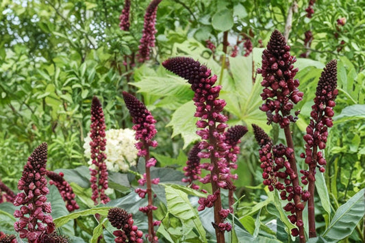 Lysimachia 'Beaujolais' Perennial | Burgundy Flowers & Dark Purple Foliage | Non-Invasive Pollinator Plant | 3.5" Pot